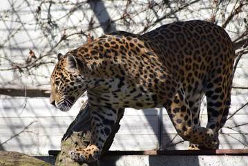 Jaguar