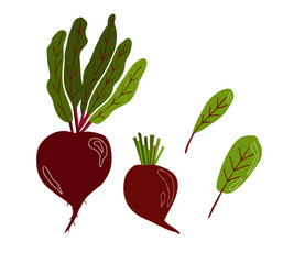 Vector red beet with leaf tops isolated on a white background