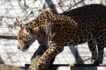 Jaguar