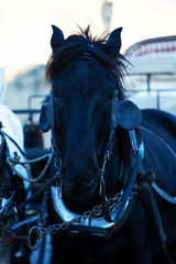 A black horse. Portrait of beautiful horse