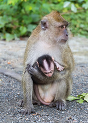Family of monkeys - mother with one baby