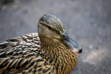Mallard duck.
