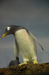 Fototapeta na wymiar Gentoo penguin (Pygoscelis papua)