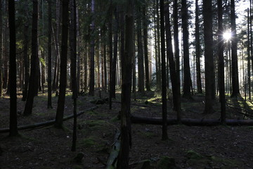 Woodland in the Black Forest. 