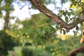 Pretty branch in an english garden. 