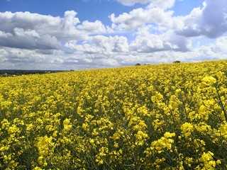 Obraz premium Oilseed Canola field under beautiful dramatic sky