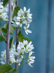 shadberry blooms in spring with white flowers on a beautiful blue background