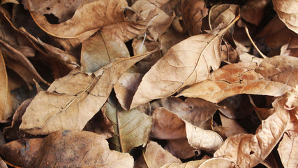 fondo otoño
