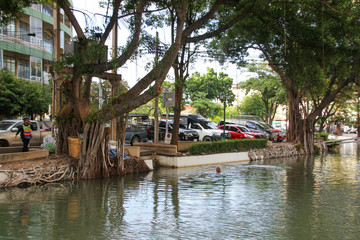 Bangkok canal with two trees with very long roots