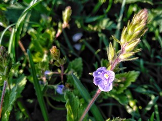 Small purple flower on a background of green grass in the garden