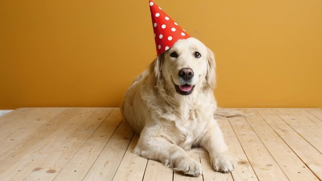 Cute dog in Birthday hat on color background
