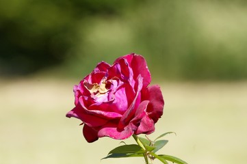 Une rose un peu fanée