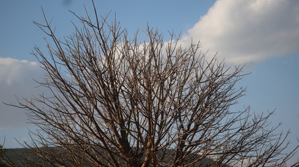 A dry plant in a blue sky background