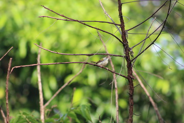 Old World sparrows are small, plump,  birds with short tails and stubby, powerful beaks. 
