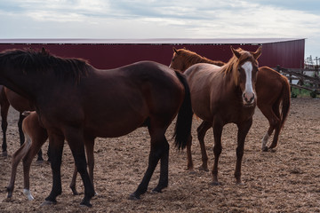 Horse farm. Lots of brown horses in the paddock.