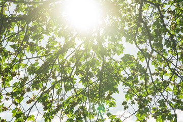 Through the bright young fresh green leaves, the bright warm sun shines.