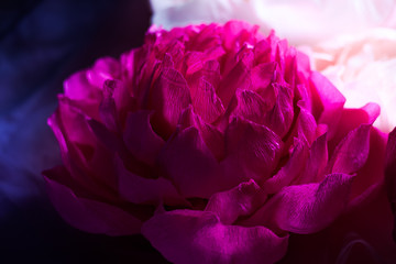 Big pink and white corrugated paper peony