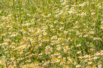 Field of daisies for background