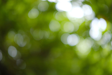 Sunlight bokeh in the defocused tree leaves and tree branches.