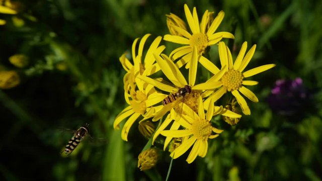 des abeilles sur des fleurs jaunes