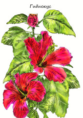 Creative composition with the image of a bouquet of indoor flowers. Hibiscus on a white background. Design for print, postcard.