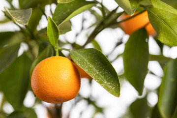 Reife Orangen an einem Orangenbäumchen