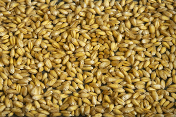 Natural Wheat Grains background, closeup. Bread, diet.