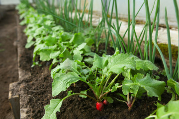 Red fresh radish growing from the ground. Selective focus.