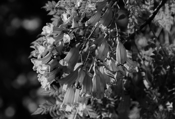 jakaranda black white flowers - obrazy, fototapety, plakaty