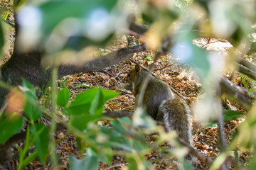 squirrel among leaf