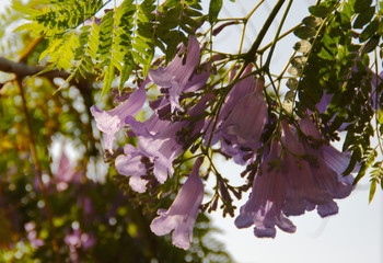 jakaranda purple flowers - obrazy, fototapety, plakaty