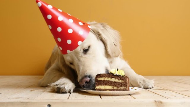 Cute dog eating Birthday cake on color background