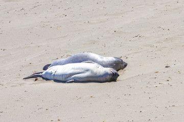 sealions relaxing at the beach