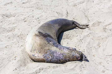 sealions relaxing at the beach