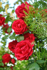 bouquet of red roses