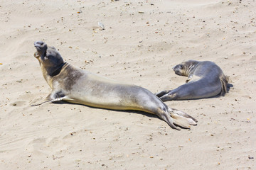 sealions relaxing at the beach