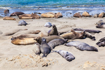 Sealions at the beach