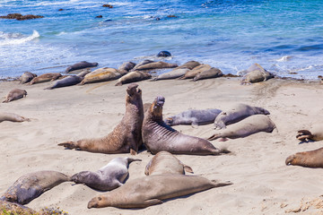 Sealions at the beach