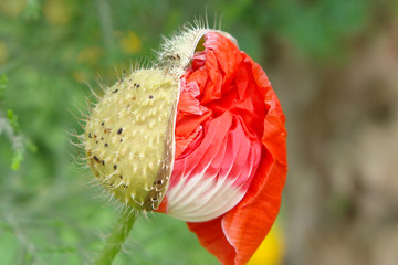 Obraz premium flower of poppy
