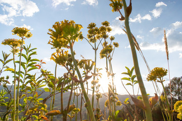 Sol brillando a través de la naturaleza un hermoso rayo de luz