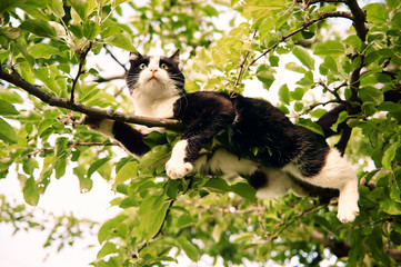 Funny black and white cat climbing the tree