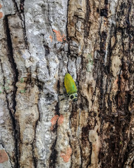 close up of a tree