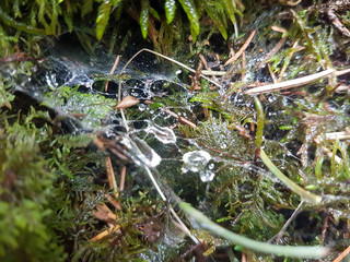 close up of moss tree with waterdrops and spider web