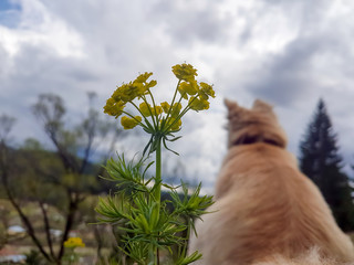 Obraz premium dog with the back relaxing in the nature