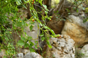 grasshopper on the grass