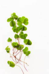 Sourdough leaves, Oxalis with a root on a white background. Sour grass is used in folk medicine: it restores joint tissue, is a prevention of arthrosis and has anti-inflammatory properties.