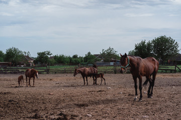 Fototapeta na wymiar Horse farm. Lots of brown horses in the paddock.