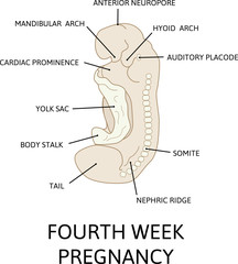 Stage in development of human embryo during the period of early organogenesis. The fourth week of pregnancy. Vector illustration on medical topic.