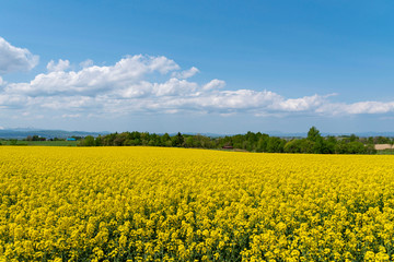 Obraz premium 菜の花畑