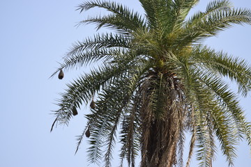 Fototapeta na wymiar coconut palm tree and beautiful sky